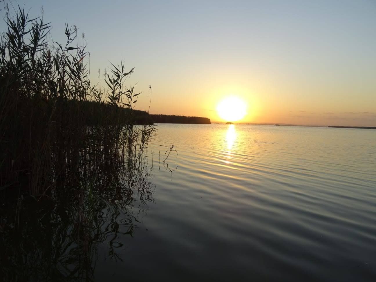 Atardecer entre juncos