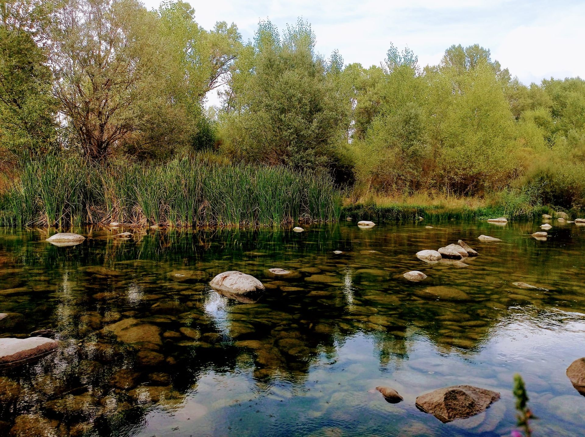Río entre piedras y vegetación